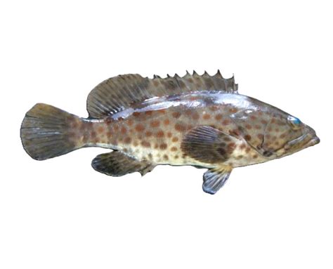 lapu lapu fish|Lapu Lapu Fish: English Name, Dishes, Benefits, Price! .
